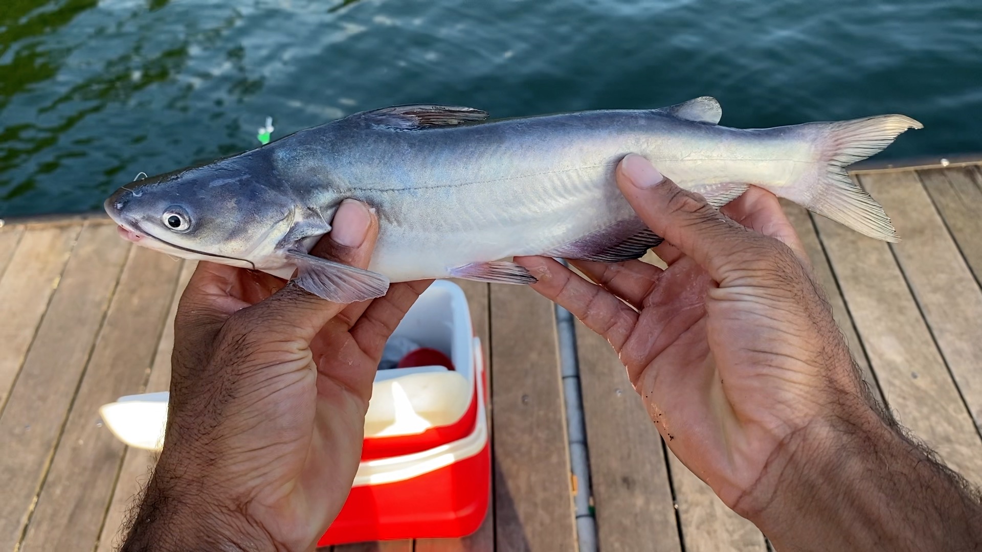Georgia Fishing Journey: Landing a Catfish in Local Waters | Best Spots, Tackle, and Techniques for Catfish in Georgia 🎣🐟