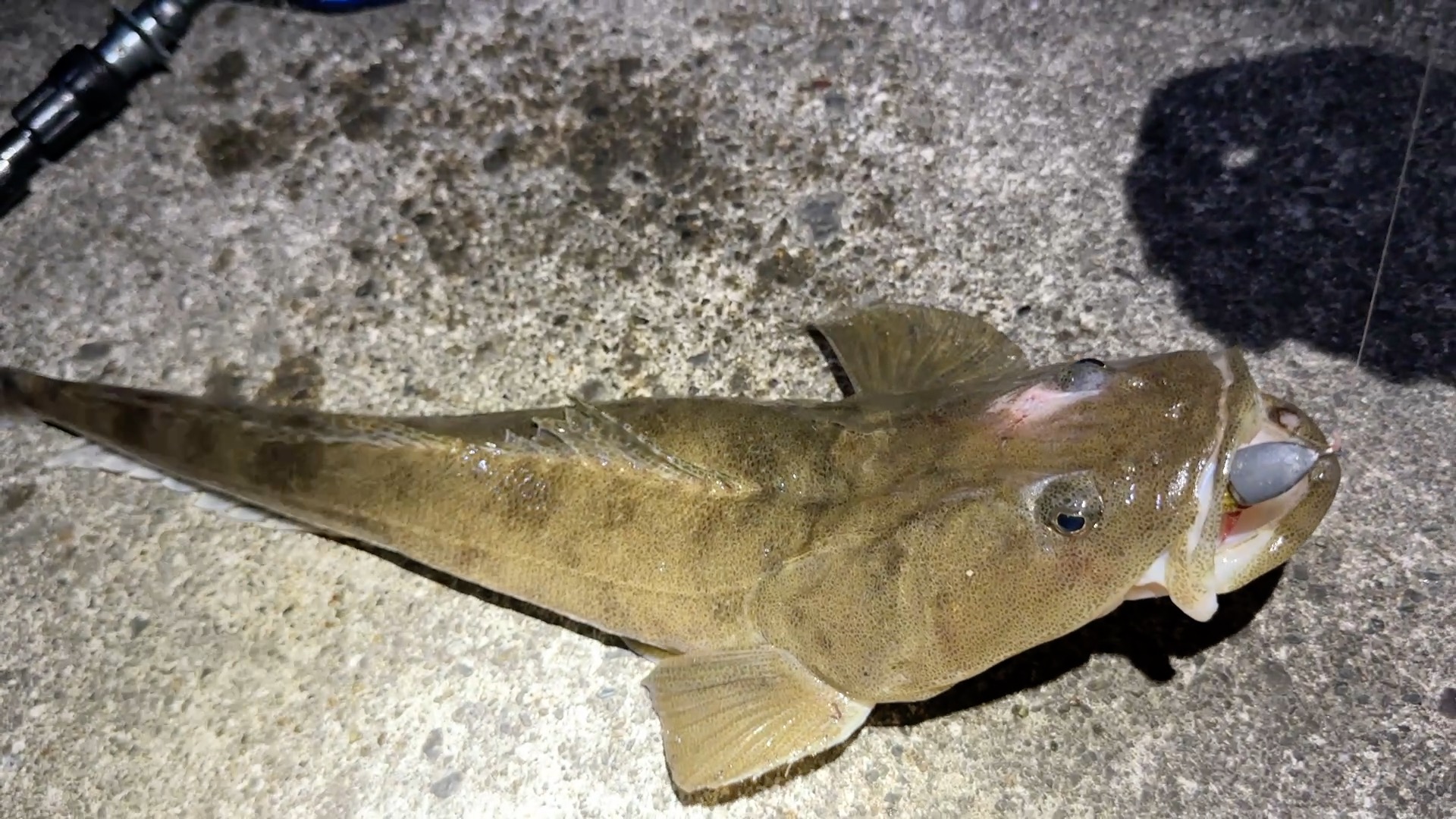 Rare Luxury Fish in Japan! Bartail Flathead Catch and Cook in Niigata 🎣
